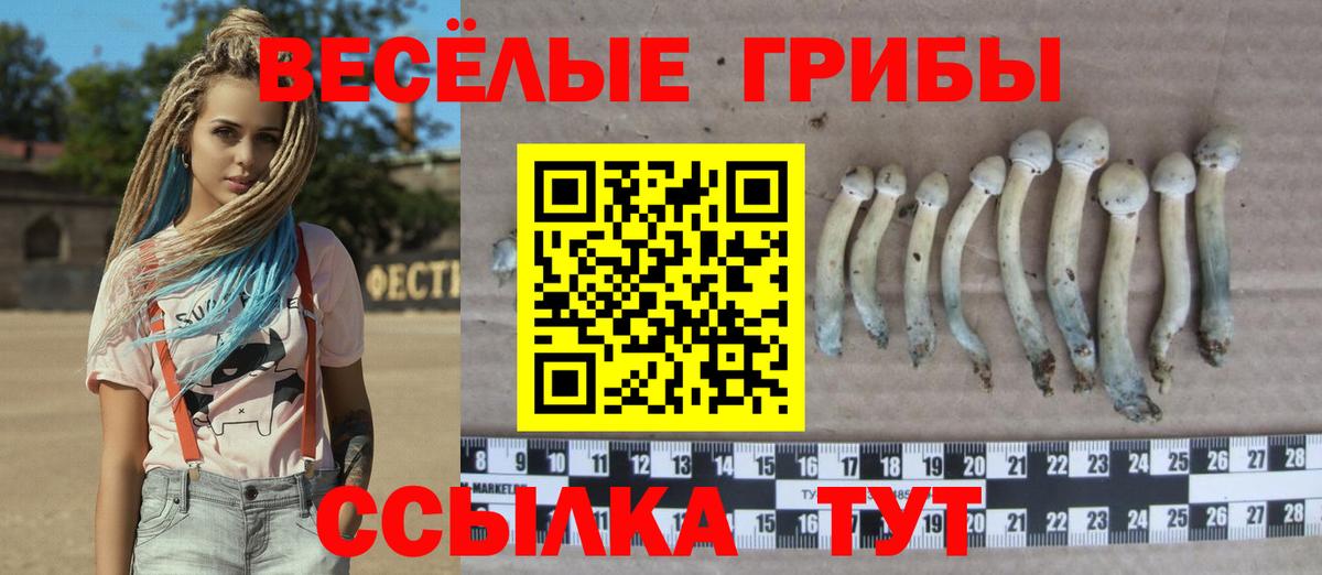 Галлюциногенные грибы Psilocybe  Псилоцибиновые грибы Cubensis  Асино  Вход с VPN 